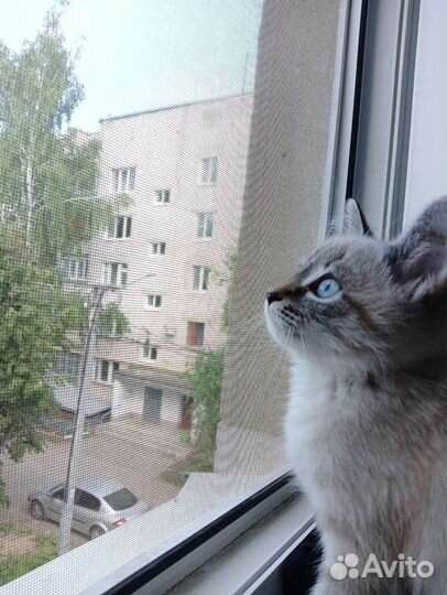 Кошка Ася