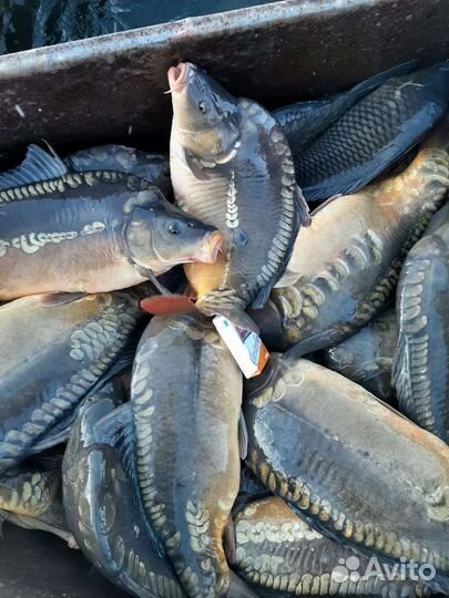 Живая рыба карп толстолобик амур