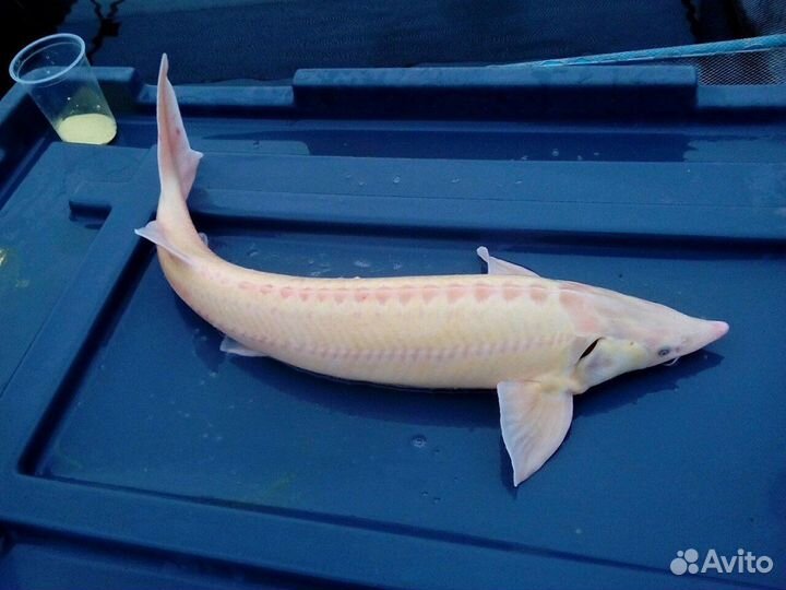 Подрощенный малек бестера и других рыб