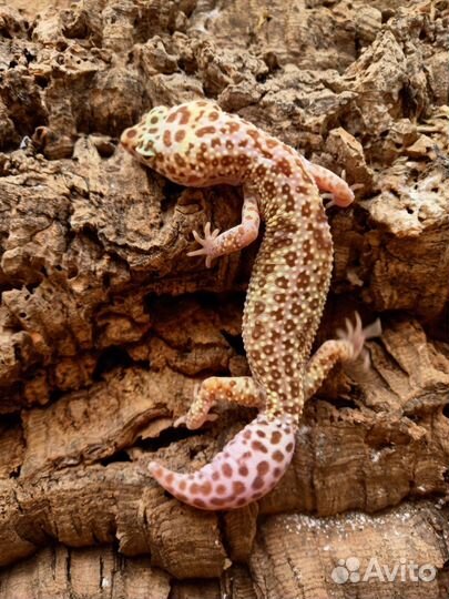 Геккон Пятнистый эублефар Dreamsickle самка 2022