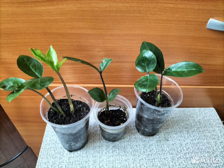 Замиокулькас