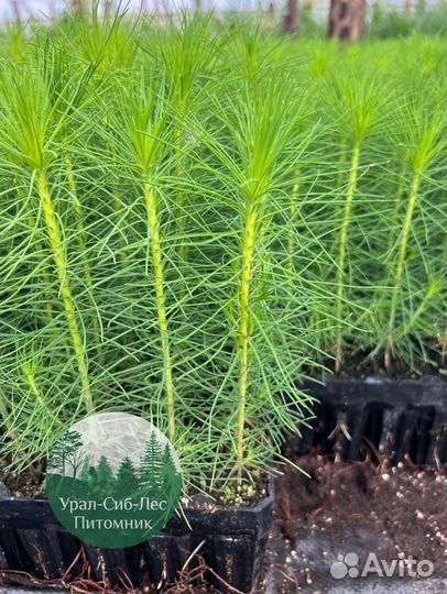 Сосна зкс окс сеянцы Ель Лиственница Голуб Горная