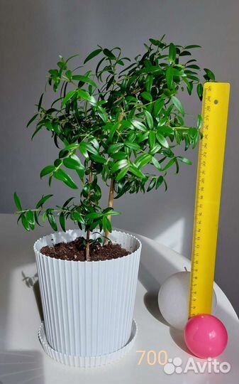 Мирт Миртовое дерево