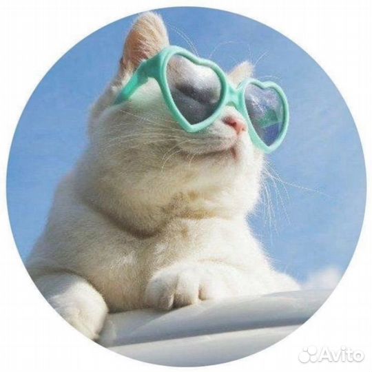 Домашняя передержка котов/кошек