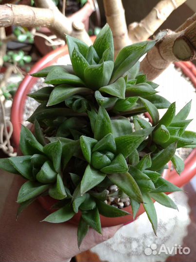 Хавортия ладьевидная