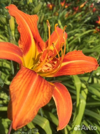 Лилейники сортовые