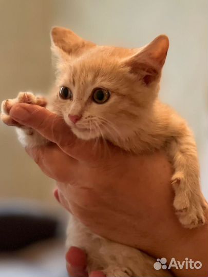 Персиковый котенок в дар