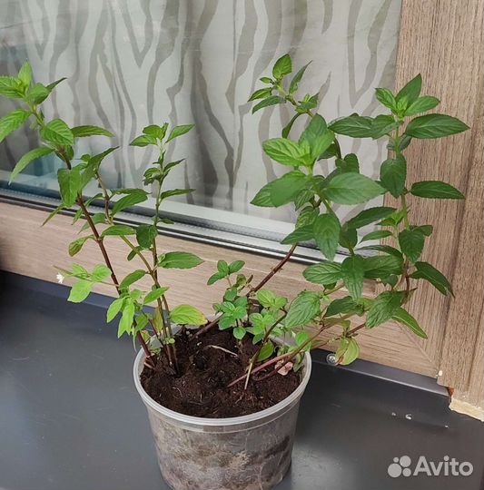 Мята перечная