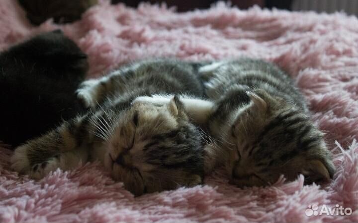 Шотландские вислоухие котята прямоухие