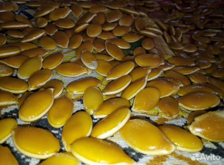 Семена Гигантских Тыкв.Огромные тыквы.Атлантик