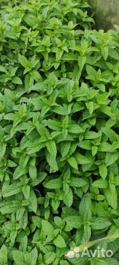 Огурцы, помидоры, кабачки, яйцо куриное