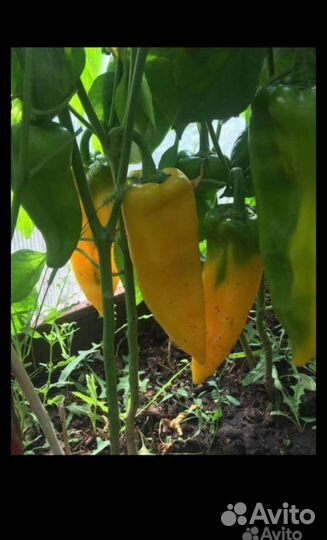 Рассада перца сладкого