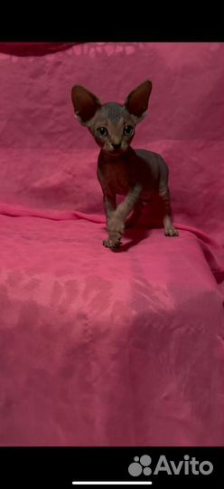 Девочки канадские