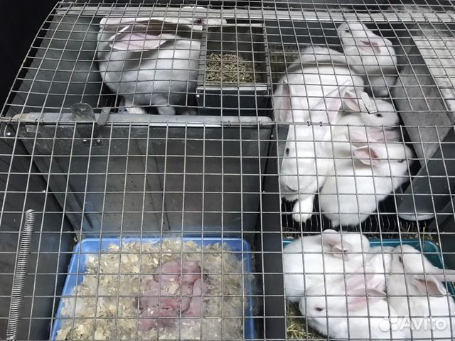 Кролики Белый Паннон и Хиколь на племя объявление продам