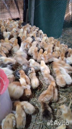 Трёх недельный цветной бройлер редбро и Брама