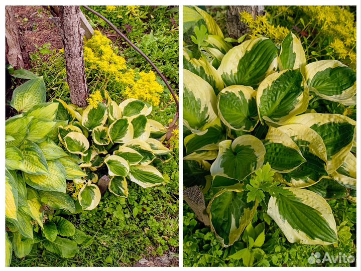 Хосты сортовые