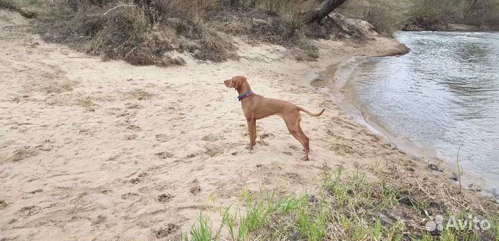 Венгерская выжла