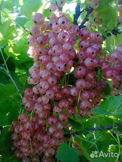 Продаются саженцы смородины