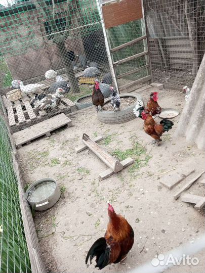 Петушки карликовые, Бентама