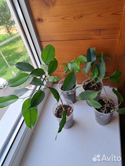 Фикус бенджамина