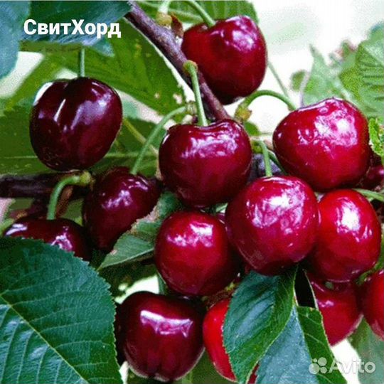 Саженцы Крупноплодных сортов черешни на всл2