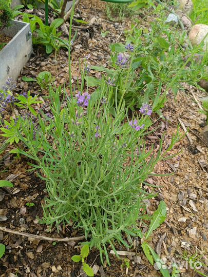 Лаванда саженцы