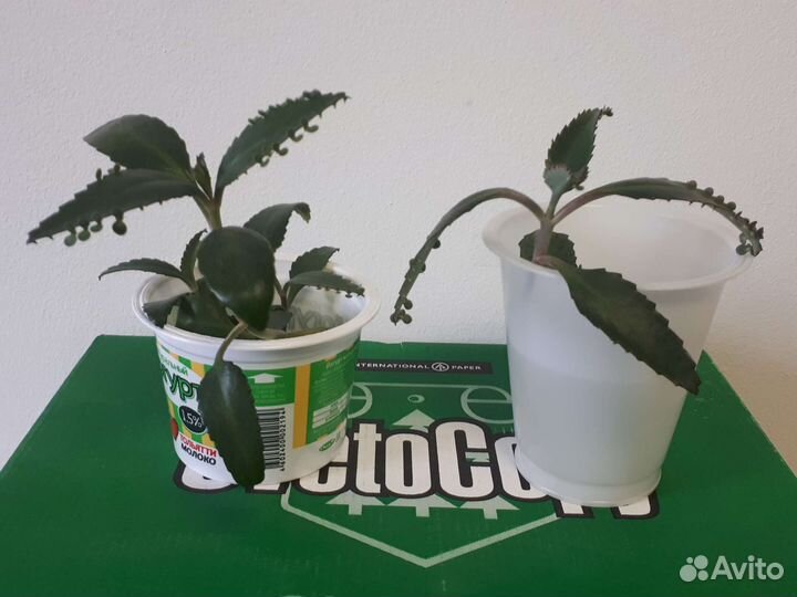 Каланхоэ (лечебное растение)