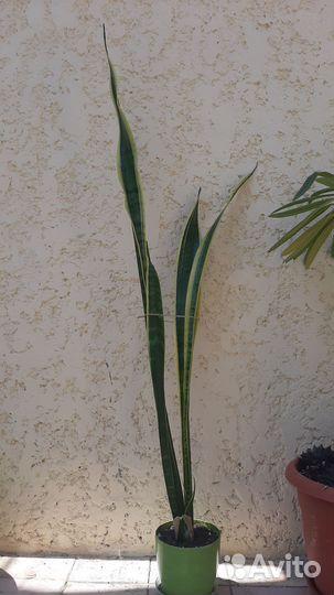 Сансевиерия лауренти