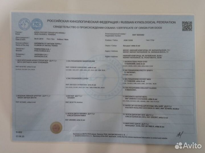 Вязка Джек-рассел