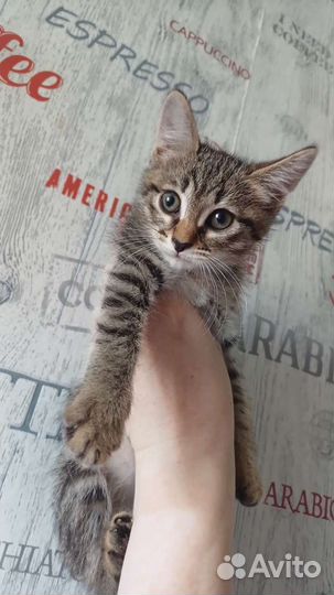 Котята в добрые руки 1 месяц