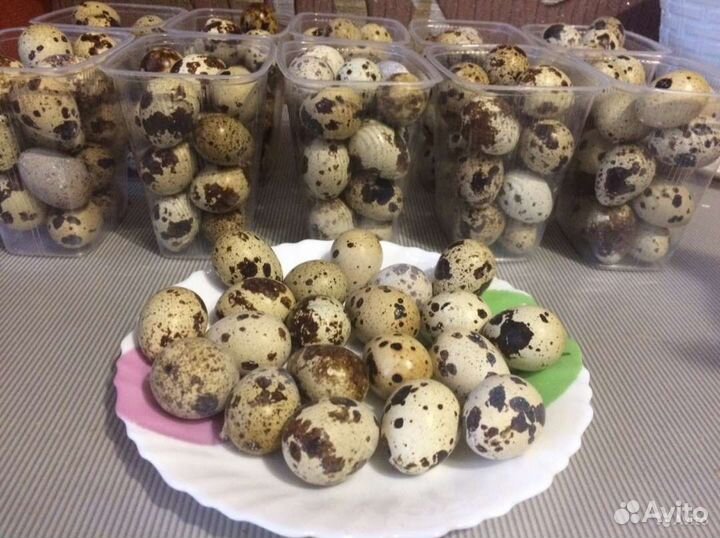 Перепела,яйцо