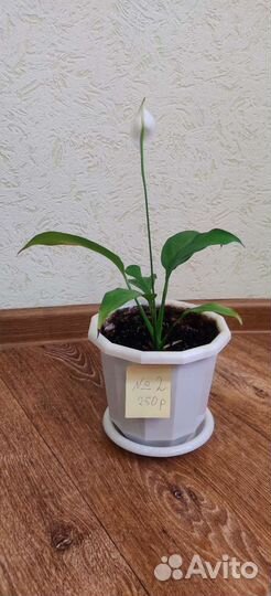 Спатифиллюм