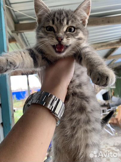 Котята мышеловки в добрые руки