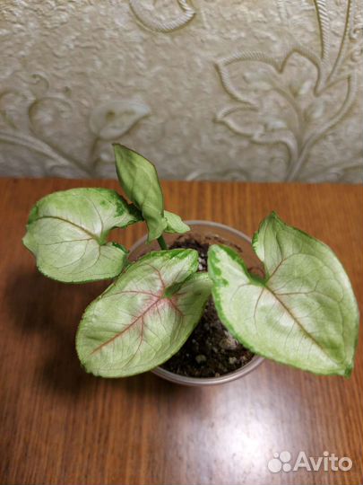 Сингониум Голд Аллюжин (Syngonium Gold Allusion)