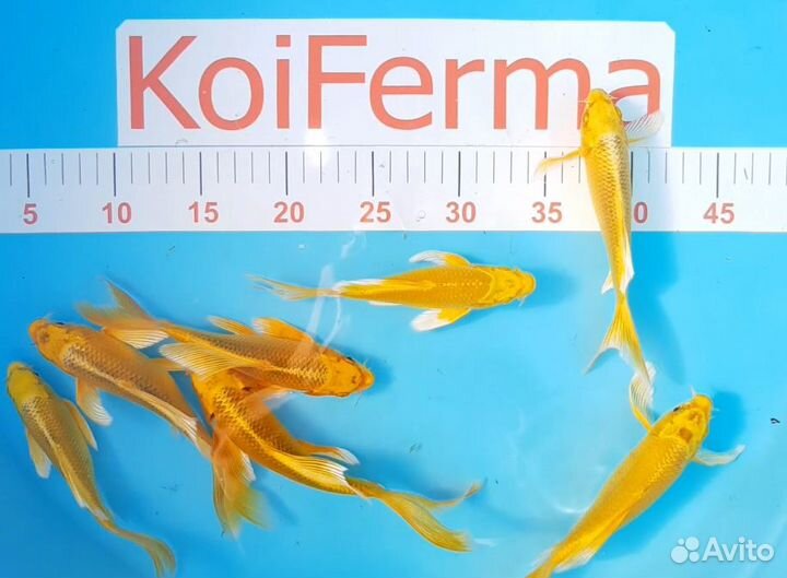 Прудовая рыба - Карп кои