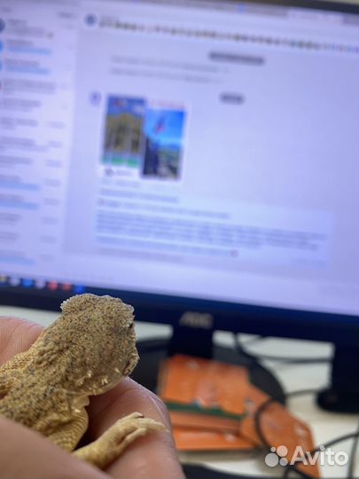 Ящерица круглоголовка