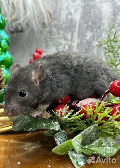 Большой выбор крысят Дамбо. Малыши. Крыса Дамбо