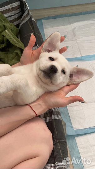 Продам щенка лабрадора