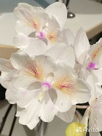 Орхидея фаленопсис биг лип попкорн