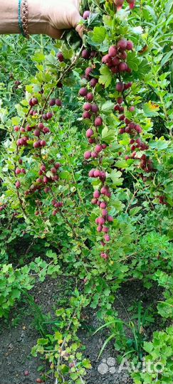 Ягодные кустарники