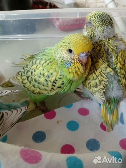 Птенцы выставочного волнистого попугая