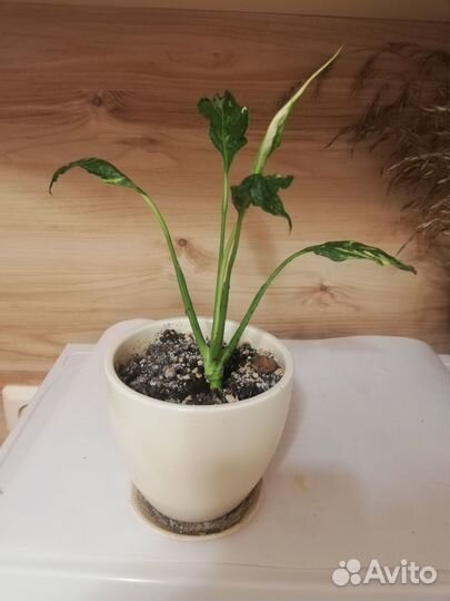 Спатифиллум домино