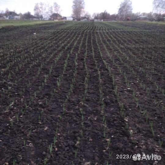 Элитный Семенной чеснок Любаша чесночная стрелка