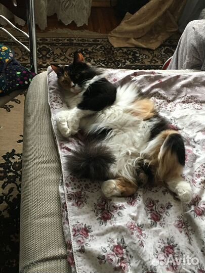 Домашнаяя кошка