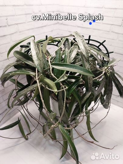 Хойи сортовые