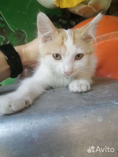 Котенок в дрбрые руки