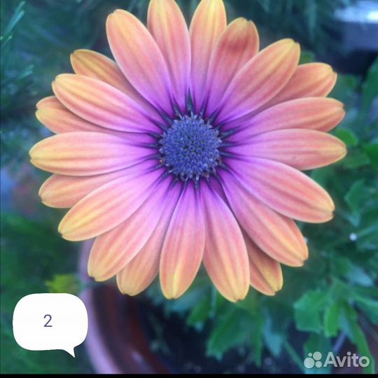 Остеосперум вегетативный