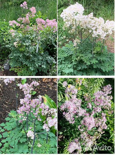 Многолетники для сада