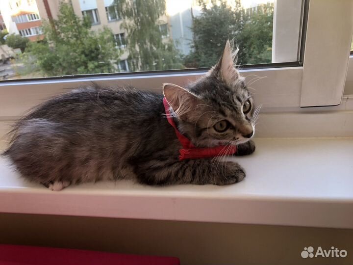 Отдам котика супер