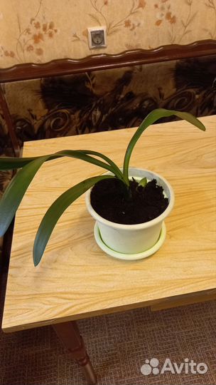 Кливия оранжевая